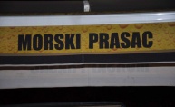 Morski prasac